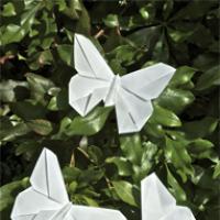 
<span>A Butterfly for V'Ann Cornelius</span>
