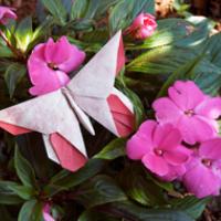 
<span>A Butterfly for June Sakamoto</span>
