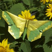 
<span>A Butterfly for Russell Cashdollar</span>
