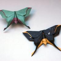 
<span>The Mudarri Luna Moth</span>

