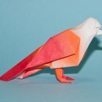 
<span>Robin</span>
