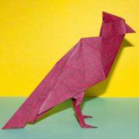 
<span>Cardinal</span>
