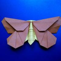 
<span>LaFosse's Moth</span>
