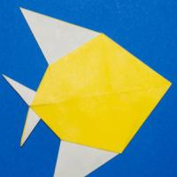 
<span>Discus Fish</span>
