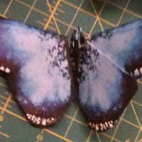 
<span>Blue Morpho</span>
