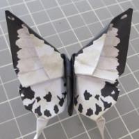
<span>Mocker Swallowtail</span>
