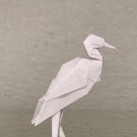 
<span>Cattle Egret</span>
