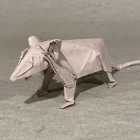 
<span>Possum</span>
