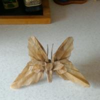 
<span>Butterfly TH</span>
