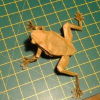 
<span>Tree Frog</span>
