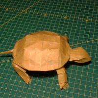 
<span>Western Pond Turtle</span>
