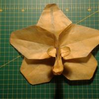 
<span>Orchid Blossom</span>
