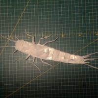 
<span>Silverfish</span>
