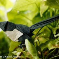 
<span>magpie</span>
