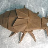 
<span>Earwig</span>
