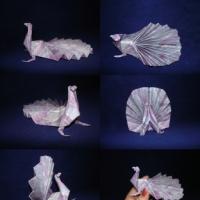 
<span>Peacock</span>
