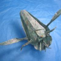 
<span>Backswimmer</span>

