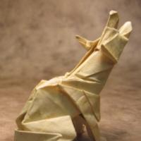 
<span>Coyote</span>
