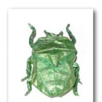
<span>PUNAISE VERTE</span>
