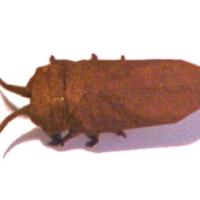 
<span>VER LUISANT</span>
