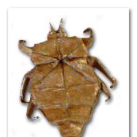 
<span>POU</span>
