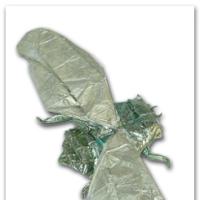 
<span>CIGALE</span>
