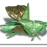 
<span>CRIQUET MIGRATEUR</span>
