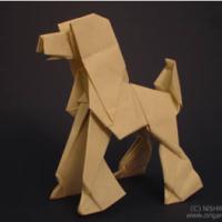 
<span>Poodle</span>
