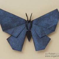 
<span>Butterfly</span>
