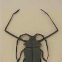 
<span>Acrocinus longimanus</span>
