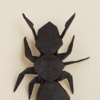 
<span>Ant</span>
