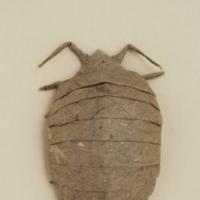 
<span>Pill Bug</span>
