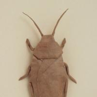 
<span>Cockroach</span>
