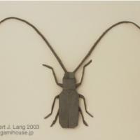 
<span>Longhorn Beetle</span>

