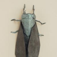 
<span>Periodical Cicada</span>
