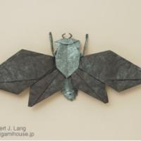 
<span>Flying Cicada</span>
