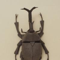 
<span>Samurai Helmet Beetle</span>
