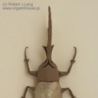 
<span>Hercules Beetle</span>
