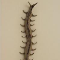 
<span>Centipede</span>
