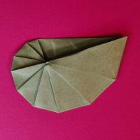 
<span>Shell Shape</span>
