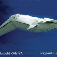 
<span>Blue Whale</span>

