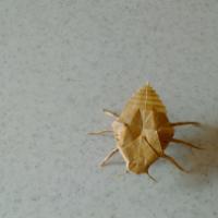 
<span>Bed Bug</span>
