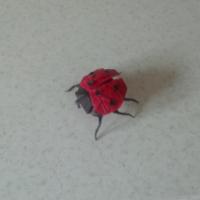 
<span>Ladybug</span>
