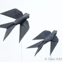
<span>Swallow</span>
