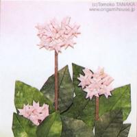 
<span>桜草</span>
