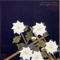 
<span>白菊</span>
