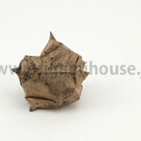
<span>Turban Shell</span>
