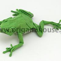 
<span>Tree Frog</span>
