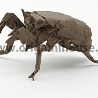 
<span>Cicada Nymph</span>
