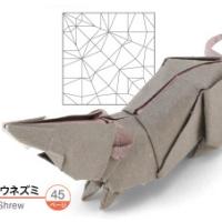 
<span>Musk Shrew</span>
